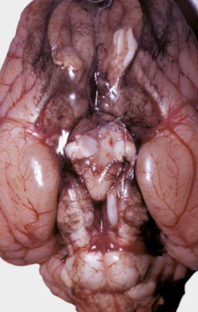 <p>What is this an image of?</p>