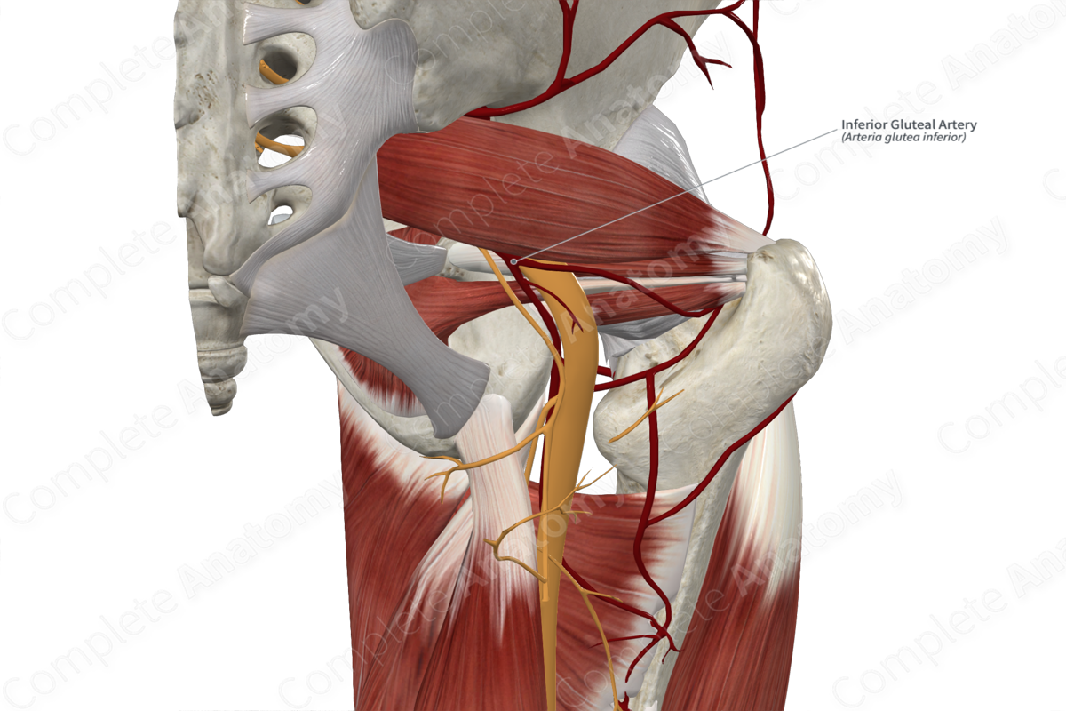 <p>• Main supplier of blood to the muscles of the pelvic diaphragm</p><p>• Exits through the greater sciatic foramen to supply the gluteal region.</p>