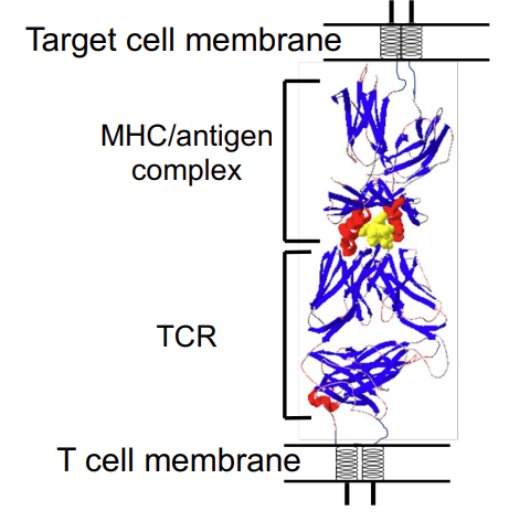 <p>T helper cell binds to antigen in conjunction with the MHC II (and CD4 T cell)</p>