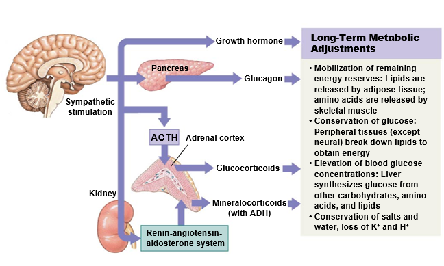 <ul><li><p>If a stress &gt; few hours</p></li><li><p>Maintain for weeks - months</p></li><li><p><strong>Dominant hormone: glucocorticoids (cortisol)</strong></p><ul><li><p><strong>Epinephrine, GH, and thyroid hormones</strong></p></li></ul></li><li><p>Energy demands remain higher than normal</p></li><li><p>Neural tissue has a high demand for energy and requires a reliable supply of glucose</p></li><li><p>Hormones mobilize lipids and amino acids as energy sources to conserve glucose for use by neural tissue</p></li></ul><p></p>