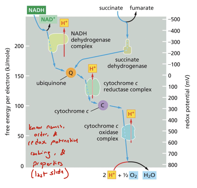 <p>H2O/O2 &gt; red cyt c/ox cyt c &gt; UQH2/UQ &gt; NADH/NAD+ </p>