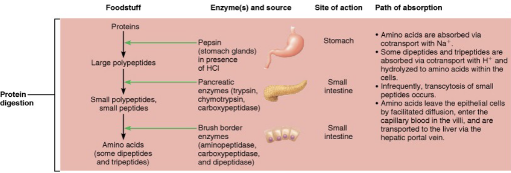 <ol><li><p><strong><mark data-color="green" style="background-color: green; color: inherit;">BEGINS</mark></strong>&nbsp;in <span style="color: purple;"><strong><mark data-color="purple" style="background-color: purple; color: inherit;"><span>stomach</span></mark></strong></span> when <span style="color: green;"><strong><span>pepsinogen</span></strong></span> is converted to <span style="color: green;"><strong><span>pepsin</span></strong></span> (@ pH 1.5-2.5)&nbsp;</p><ul><li><p>Becomes inactive in high pH of duodenum&nbsp;</p></li><li><p>Large polypeptides</p></li></ul></li><li><p><span style="color: purple;"><strong><mark data-color="purple" style="background-color: purple; color: inherit;"><span>Small intestine</span></mark></strong></span>, <span style="color: green;"><strong><span>pancreatic protease</span></strong></span> break down <span style="color: blue;"><strong><mark data-color="blue" style="background-color: blue; color: inherit;"><span>Proteins</span></mark></strong></span> and <span style="color: blue;"><strong><span>protein fragments</span></strong></span> into <span style="color: rgb(0, 0, 0);"><strong>smaller pieces</strong></span> and <span style="color: rgb(0, 0, 0);"><strong><span>some individual amino acids&nbsp;</span></strong></span></p><ul><li><p>Small&nbsp;polypeptides</p></li><li><p>Small peptides&nbsp;</p></li></ul></li><li><p><span style="color: green;"><strong><span>Brush border enzymes </span></strong></span>break <strong>oligo- </strong>and <strong>dipeptides</strong> into <span style="color: red;"><strong><span>amino</span></strong></span><strong> </strong><span style="color: red;"><strong><span>acids</span></strong></span>&nbsp;</p><ul><li><p>Amino acids (some dipeptides and tripeptides)&nbsp;</p></li></ul></li><li><p><span style="color: red;"><strong><span>Amino acids</span></strong></span> are <span style="color: purple;"><strong><em><u><span>co-transpoted</span></u></em></strong></span> across the <strong>apical membrane</strong> of the absorptive epithelial cell</p></li><li><p><strong><mark data-color="red" style="background-color: red; color: inherit;">Amino acids exit</mark></strong> across the <span style="color: purple;"><strong><mark data-color="purple" style="background-color: purple; color: inherit;"><span>basolateral membrane</span></mark></strong></span> via <span style="color: purple;"><strong><em><u><span>facilitated diffusion&nbsp;</span></u></em></strong></span></p></li></ol><p></p>