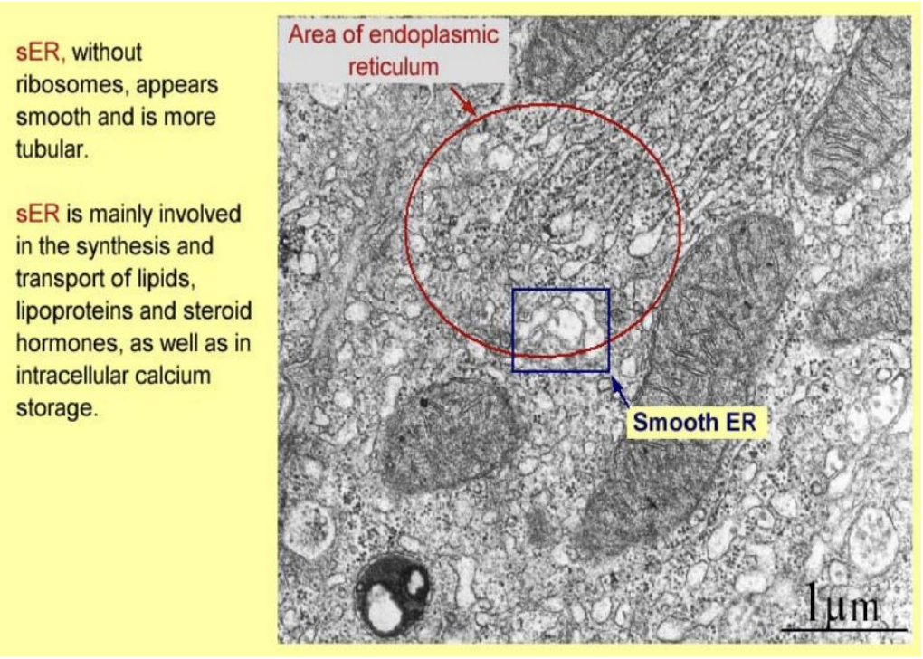 <ul><li><p>no ribosomes</p></li><li><p>smooth</p></li><li><p>tubular</p></li><li><p>lipid synthesis and transport</p></li><li><p>intracellular C2+ storage</p></li></ul><p></p>