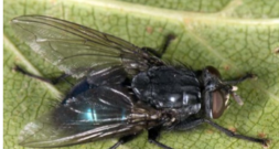 <ul><li><p>Phormia </p></li></ul>