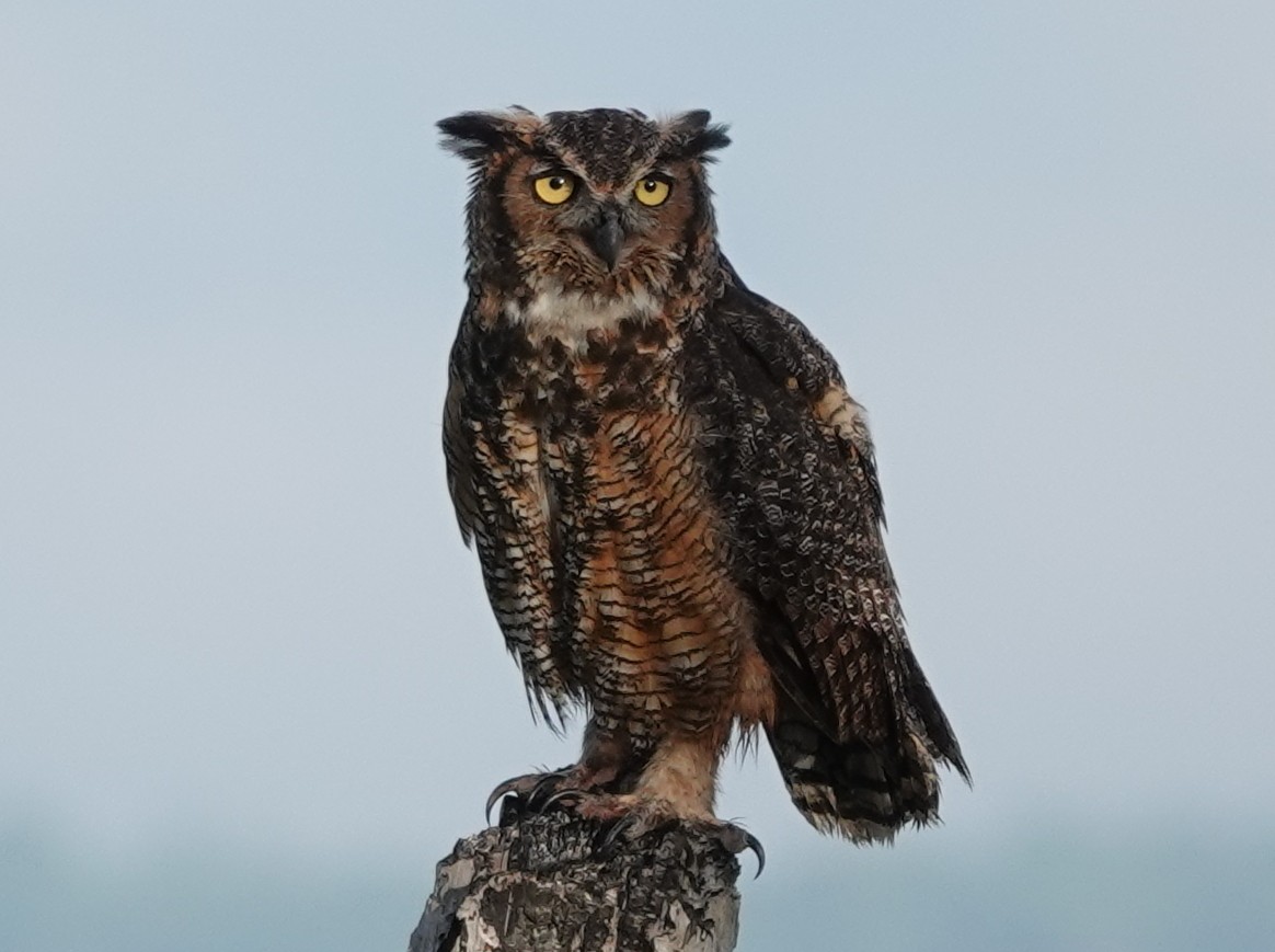 <p>Great Horned Owl</p>