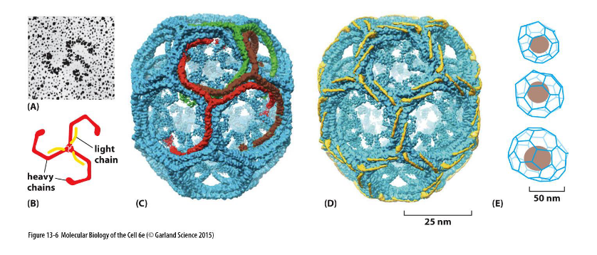 <p><strong>Definition:</strong> <br> a coat protein that drives vesicle formation at the plasma membrane by assembling into a structured lattice.</p><p><span>🔹</span> Key Features</p><ol><li><p><strong>Triskelion Structure</strong></p><ul><li><p>Each clathrin subunit contains <strong>three heavy chains</strong> and <strong>three light chains</strong></p></li><li><p>Forms a <strong>three-legged triskelion</strong> shape</p></li></ul></li><li><p><strong>Lattice Assembly</strong></p><ul><li><p>Triskelions self-assemble into a <strong>polyhedral cage</strong> of <strong>hexagons and pentagons</strong></p></li><li><p>Creates <strong>coated pits</strong> that curve the membrane</p></li></ul></li><li><p><strong>Membrane Focus</strong></p><ul><li><p>Primarily functions at the <strong>plasma membrane</strong> during <strong>endocytosis</strong></p></li><li><p>Works with adaptor proteins (e.g., AP2) to select cargo and initiate vesicle budding</p></li></ul></li></ol><p></p>