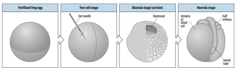<ol><li><p>Hot pin to kill one of two cells formed in the frog’s first division</p></li></ol><p>→ Result:</p><ul><li><p>If LH killed→ only the right half of the embryo developed</p></li></ul><p></p>