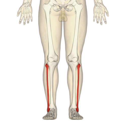 <p>The lateral and smaller bone of the lower leg</p>