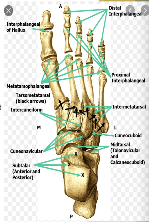 <p>Midfoot joints</p>