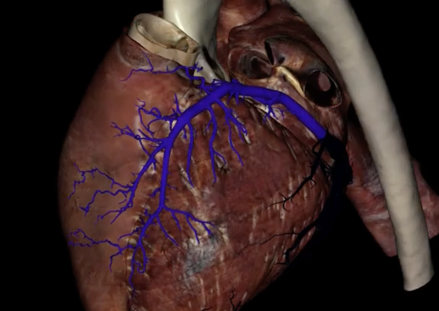 <p>What is highlighted in blue?</p>