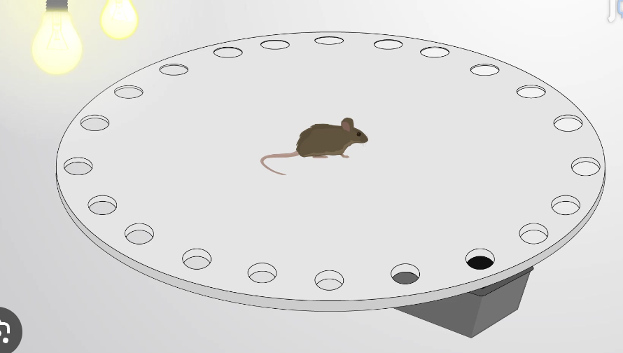 <p><span>Learn and remember the location of a</span><br><span>target zone using distal cues.</span><br><span>• Intrinsic inclination of the rodents to escape</span><br><span>from an aversive environment</span></p>