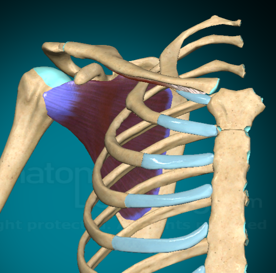 <p>What is this muscle and where is it found?</p>