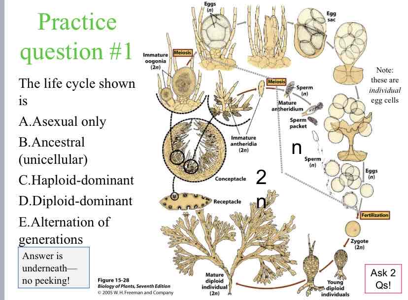 <p>Practice Question (Plant Life Cycle) - The life cycle shown is</p>