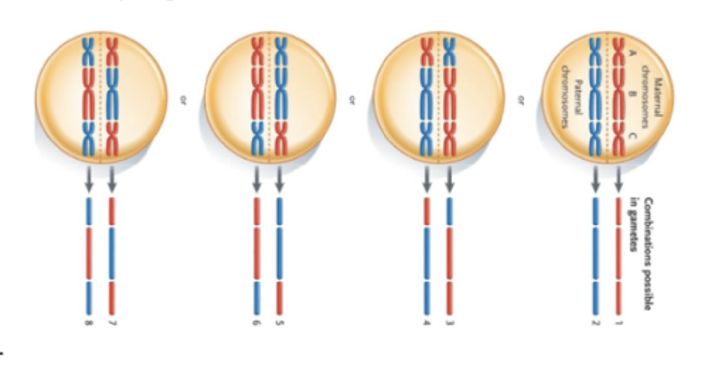 <p>chromosomes in meiosis are separated randomly to produce gametes</p>