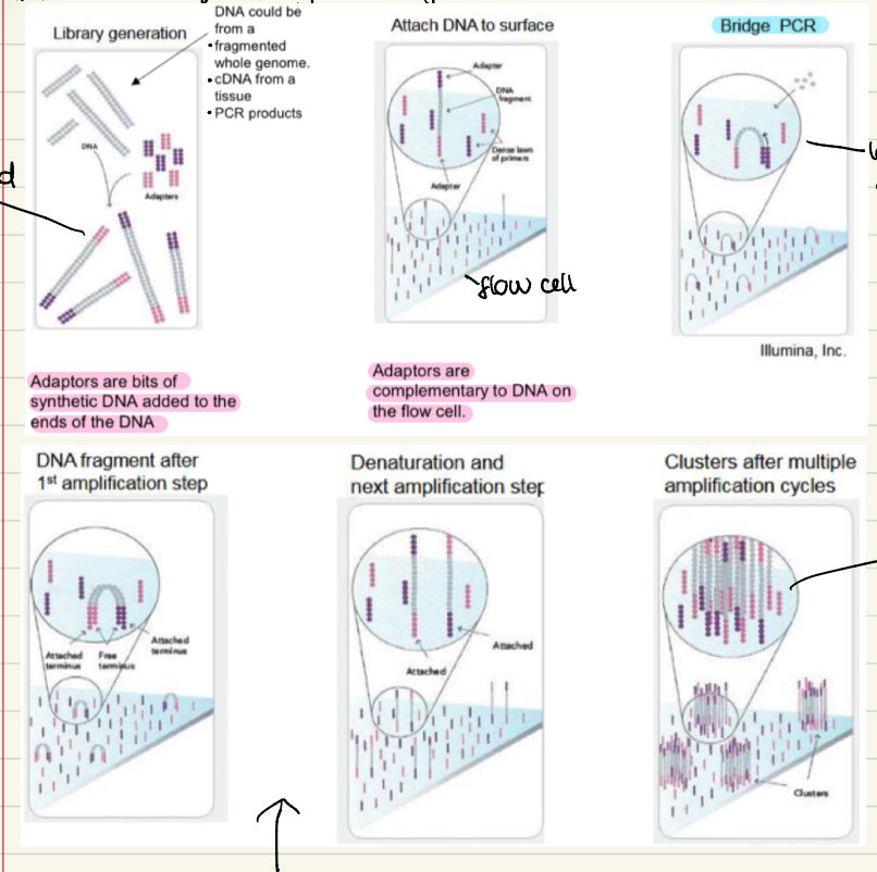 <ol><li><p>Library generation- adaptors added with ligand (synthetic DNA added on the ends)</p></li><li><p>Attach DNA to surface of a flow cell</p></li><li><p>Bridge PCR- produces clusters after multiple cycles</p></li><li><p>Add 4 different (bases) reversible terminator nucleotides and image after each cycle</p></li><li><p>A picture is taken of the flow cell after each addition, using a powerful camera and microscope</p></li></ol><p></p>