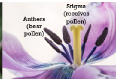 <p>Male reproductive structures produce pollen in structures known as ____ ; purple</p><img src="https://knowt-user-attachments.s3.amazonaws.com/df8f3145-04e7-477d-884b-67523c1a179f.png" data-width="100%" data-align="right"><p></p>