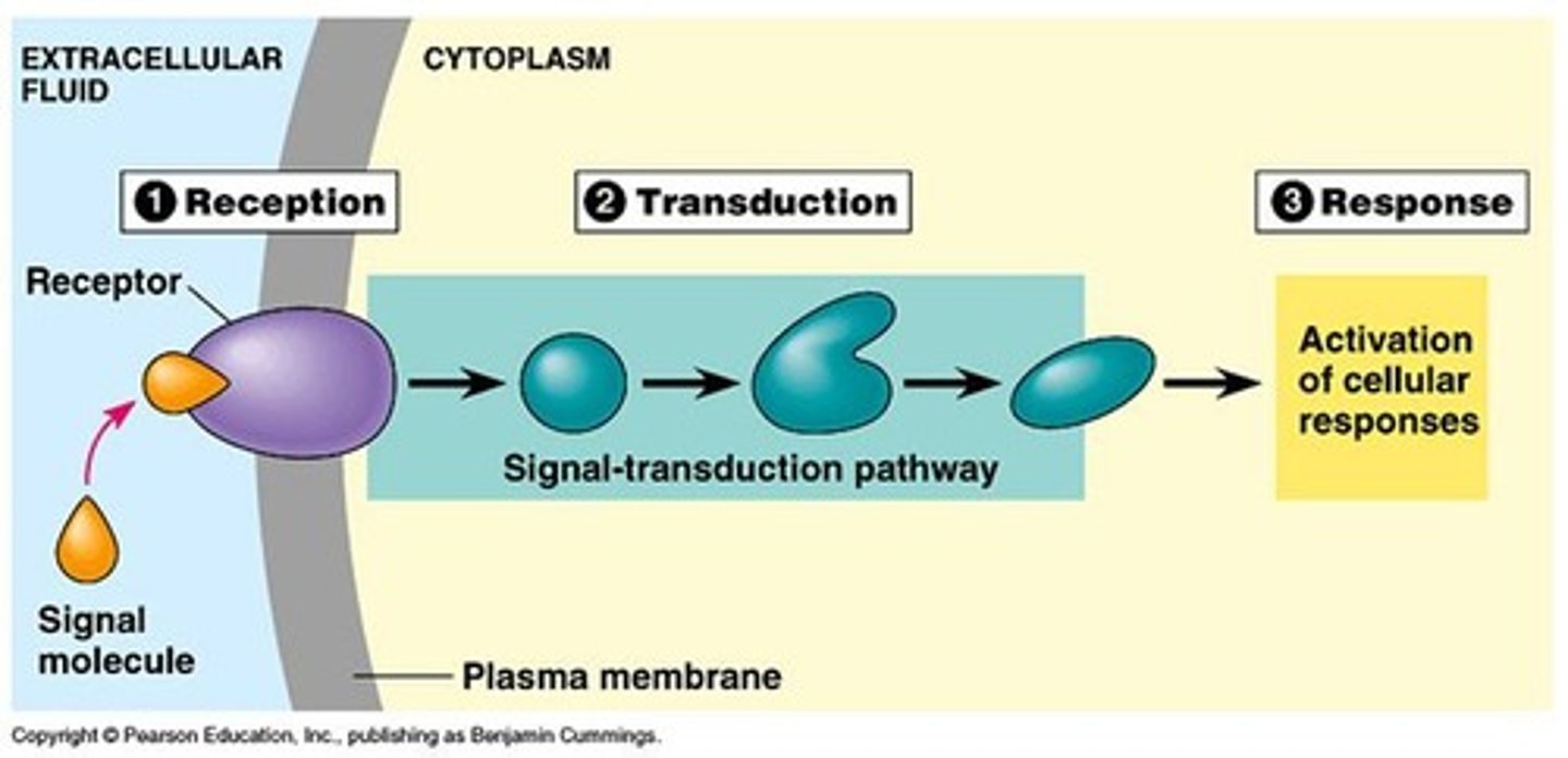 <p>The process by which cells respond to extracellular signaling molecules through receptors.</p>
