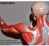 <p>What muscle is this?*****</p>