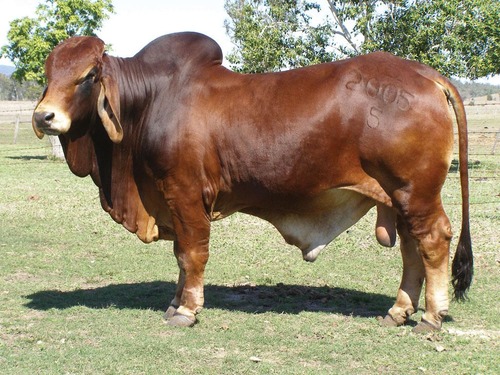 <p><span>Originated in the United States as a crossbreed; known for rapid weight gain and quality carcasses.</span></p>