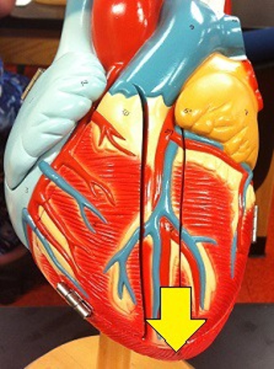 <p>lower tip of the heart</p>