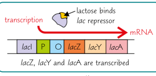 <p>When lactose is present, it binds to the repressor, changing the repressors’ shape so that it can no longer bind to the operator site. RNA polymerase can now begin transcription of the structural genes.</p>
