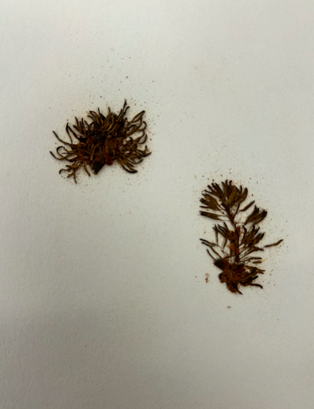 <p>Oleaceae</p><p><em>Fraxinus</em></p>