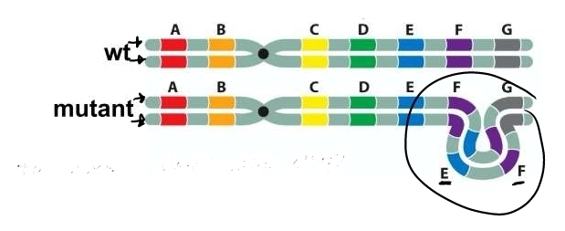 2 copies of a chromosomal segment 