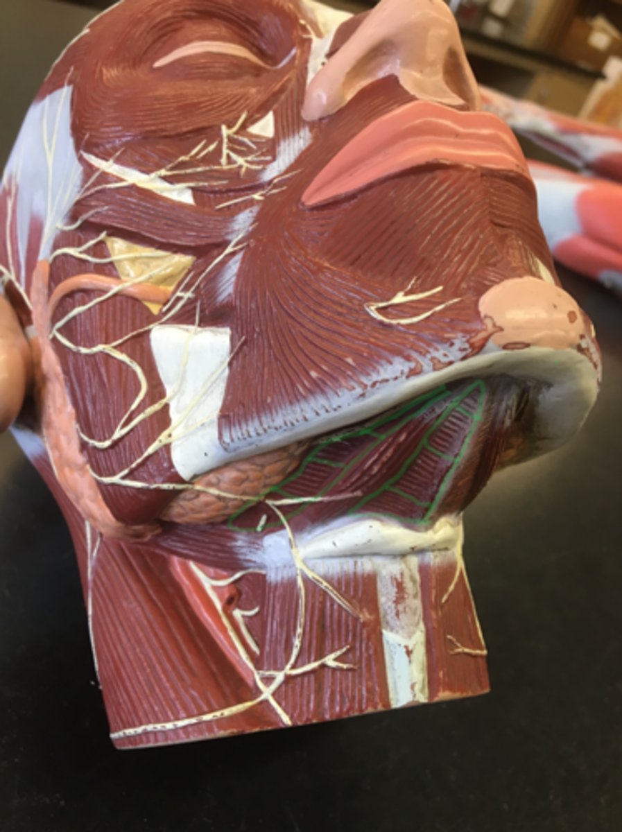 <p>Sheet muscle below anterior belly; has horizontal striations</p><p>Origin: Body of Mandible</p><p>Insertion: Hyoid Bone</p>