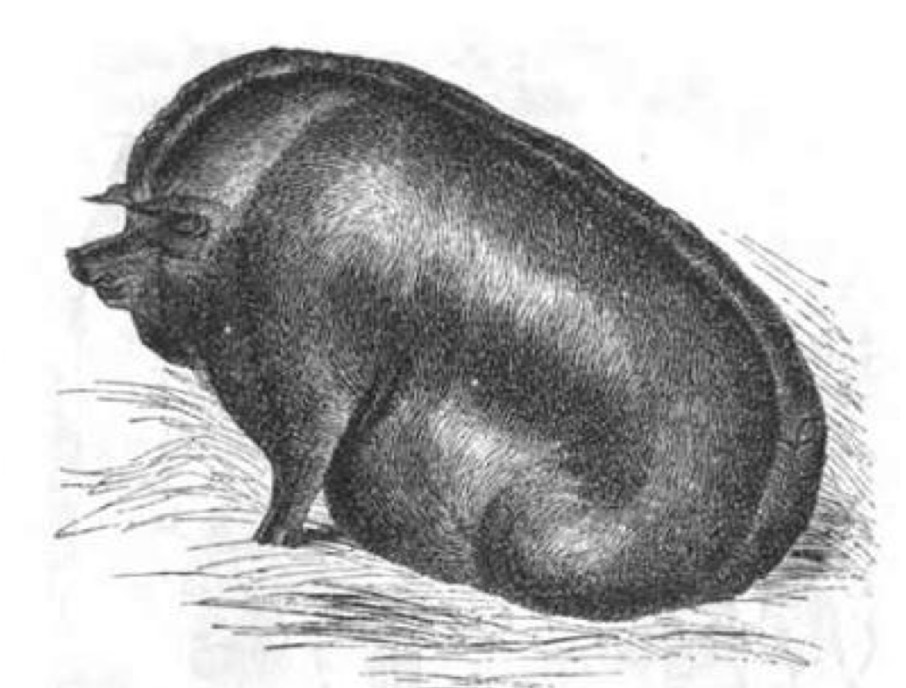 <p>Type and Breed </p>