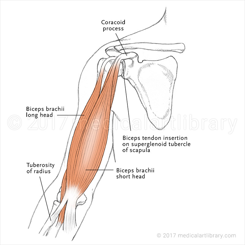 <p>Biceps Brachii</p>