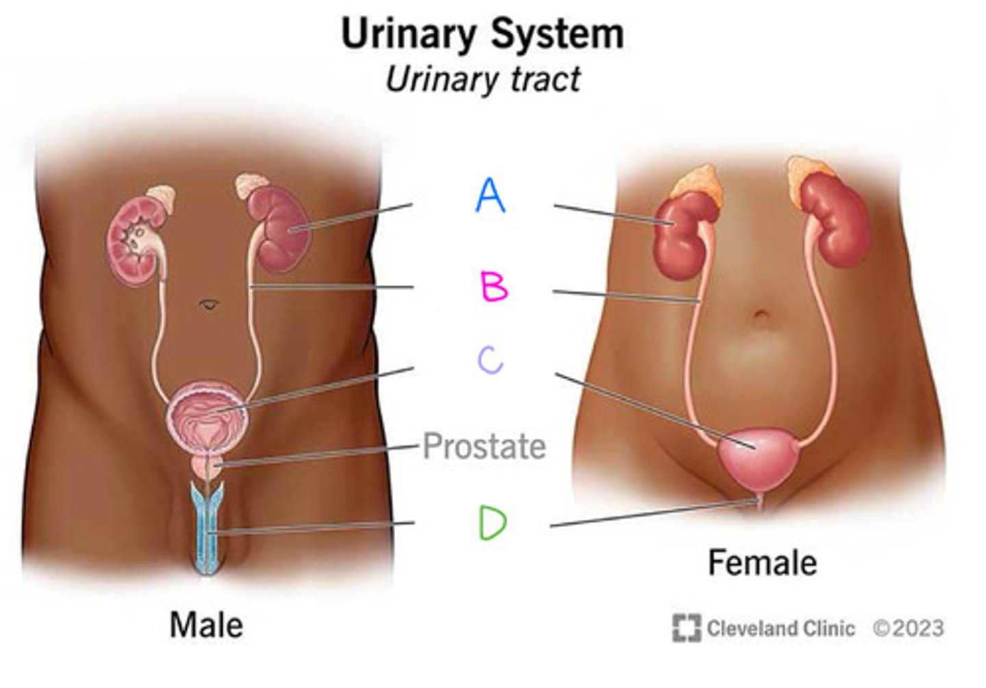 <p>What is B on the diagram?</p>