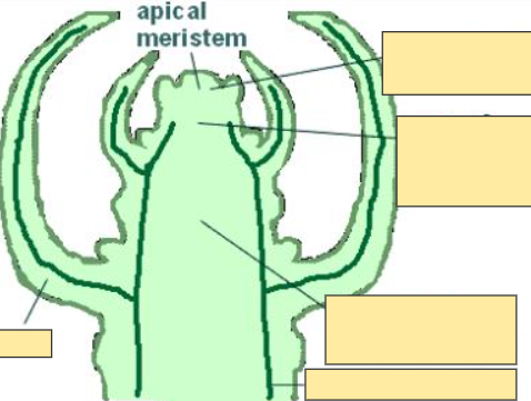 <p>Apical Meristem</p>
