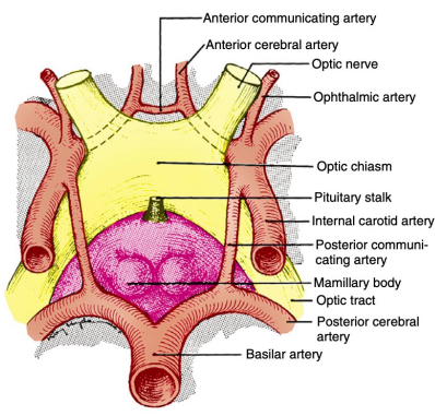 <p>Roughly <strong>rectangular </strong></p><p><strong>15 mm width, 8 mm anterior to posterior, 4 mm high </strong></p><p>Located within the<strong> circle of Willis </strong></p><p><strong>Above </strong>the chiasm is the<strong> floor of the third ventricle</strong>, <strong>1 cm below</strong> the chiasm is the <strong>pituitary gland</strong></p><p>The chiasm is located <strong>above the sella turcica</strong> (the fossa in which the pituitary sits) <strong>~10 mm above </strong></p><ul><li><p>Locations <strong>directly </strong>above (<strong>75%</strong>) </p></li></ul><ul><li><p><strong>Prefixed </strong>– if the optic <strong>nerves </strong>are <strong>short </strong>and gland lies <strong>below the posterior part</strong> of the chiasm (<strong>10%</strong>) </p></li></ul><ul><li><p><strong>Postfixed </strong>– if the optic <strong>nerves </strong>are <strong>long </strong>and the gland is situated<strong> toward the anterior </strong>of the chiasm (<strong>15%</strong>)</p></li></ul><p><strong>Temporal </strong>fibers remain <strong>ipsilateral </strong></p><p><strong>Nasal </strong>fibers <strong>cross </strong>at the chiasm and course towards the <strong>contralateral brain </strong></p><p>Site of <strong>decussation</strong></p>