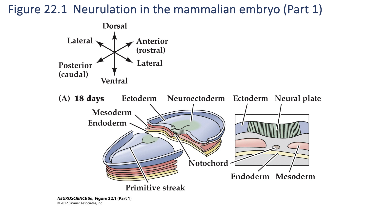 <p>Figure 22.1- Formation of neural crest and neural tube </p>