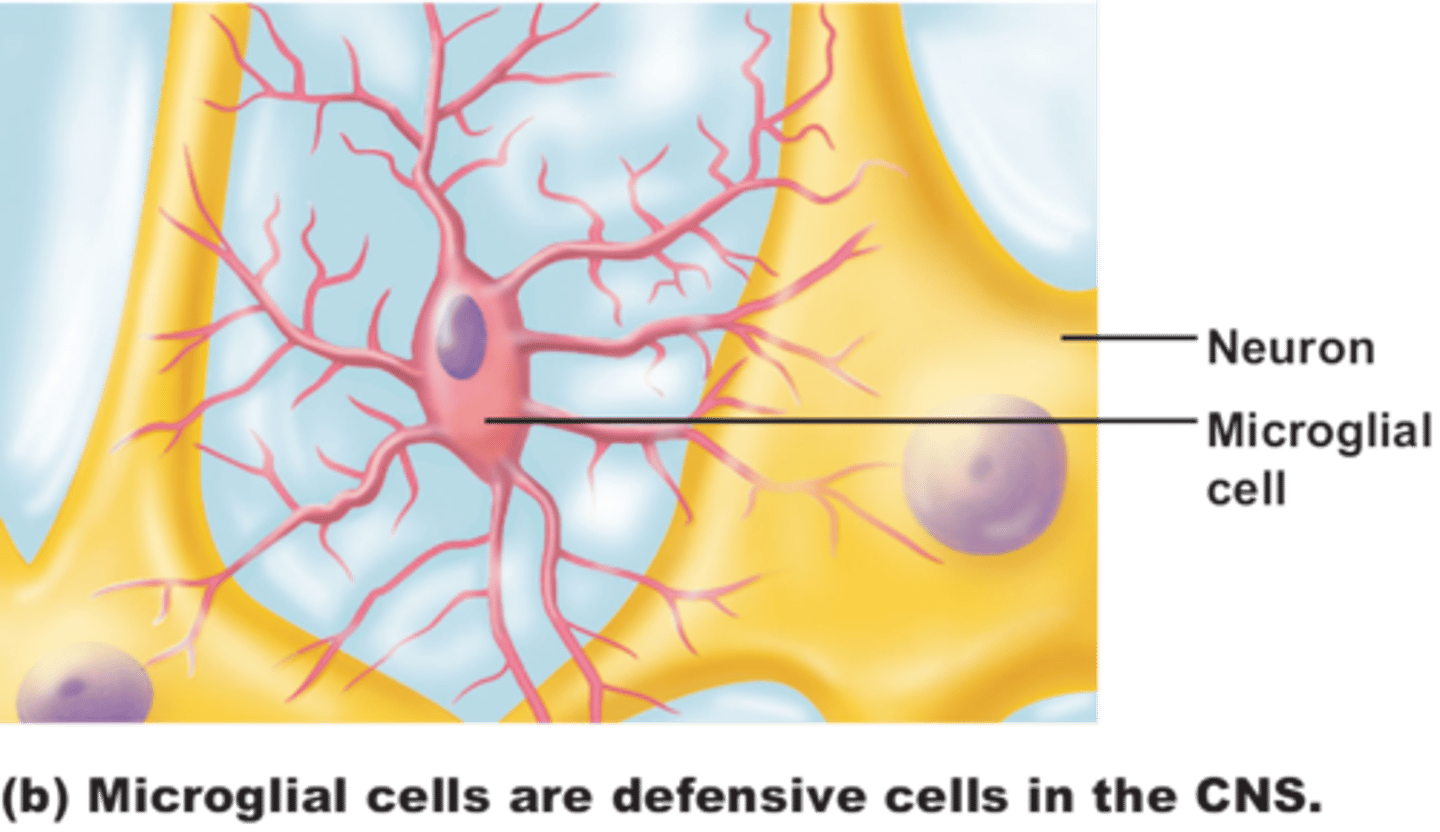 <p>Roving phagocytic cells</p>