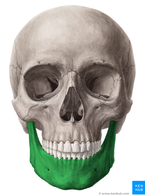 <p>What bone is this?</p>