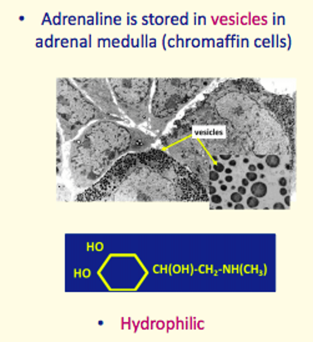 <p>vesicles,  chromaffin cells</p>