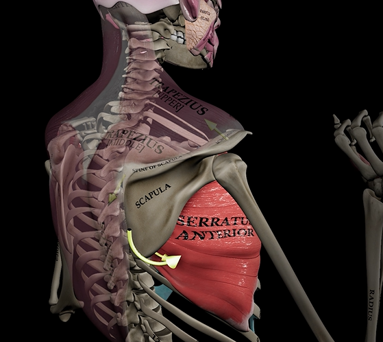 <p>Function: rotates and abducts scapula</p><p>Origin: ribs</p><p>Insertion: scapula</p>