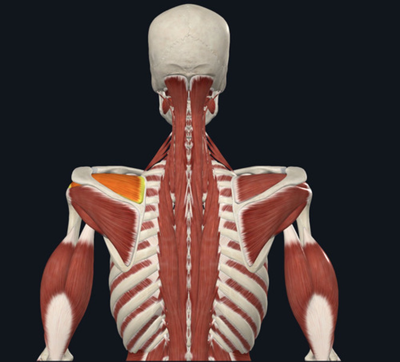 <ul><li><p><u>Origin:</u>&nbsp;Scapula, supraspinous fossa scapula</p></li><li><p><u>Insertion:</u>&nbsp;Humerus</p></li><li><p><u>Action:</u>&nbsp;Shoulder abduction</p></li></ul><p></p>