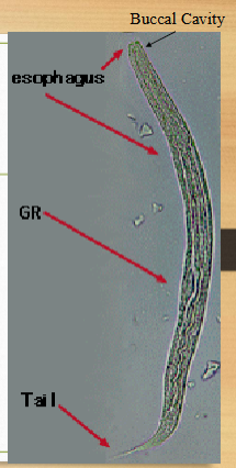 <ul><li><p><span><u>Short and sexy</u></span></p></li><li><p><span>first-stage larva as passed in the feces</span></p></li><li><p><span><u>esophagus is short</u> (much less than 40% of the body) and distinctly bulbed, the short mouth capsule, and the large genital rudiment (GR)</span></p><ul><li><p><span>the latter 2 characteristics distinguish these larvae from those of the hookworms</span></p></li></ul></li><li><p><span>simple pointed tail</span></p></li></ul><p></p>