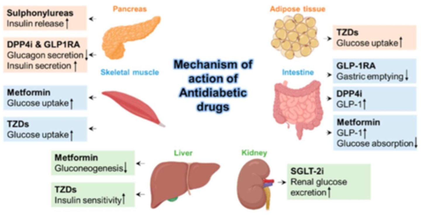 <p>- antidiabetic agent for DM II</p><p>- drug class: SGLT2 inhibitors</p><p>- fx: increase renal glucose excretion</p>