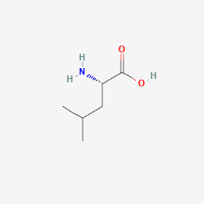 <p>leucine (leu)</p>