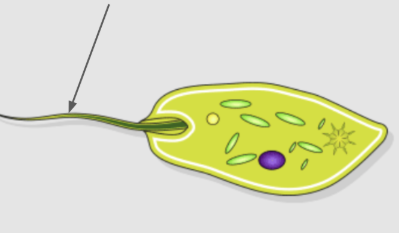 <p>whip-like structure that aids in movement of certain cells (locomotion) and allows them to swim through lipid environments</p>