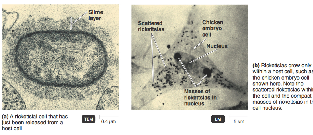 <p>obligate intercellular parasites</p><p>Are alpha-proteobacteria </p><p>Induce phagocytosis so that it can get into host cell</p><p>Do binary fission in the host’s cytoplasm</p><p>Gram Negative Bacillus (or coccobacillus in some cases)</p><p>Transmitted by insects and ticks</p><p>Cause rashes on humans</p>