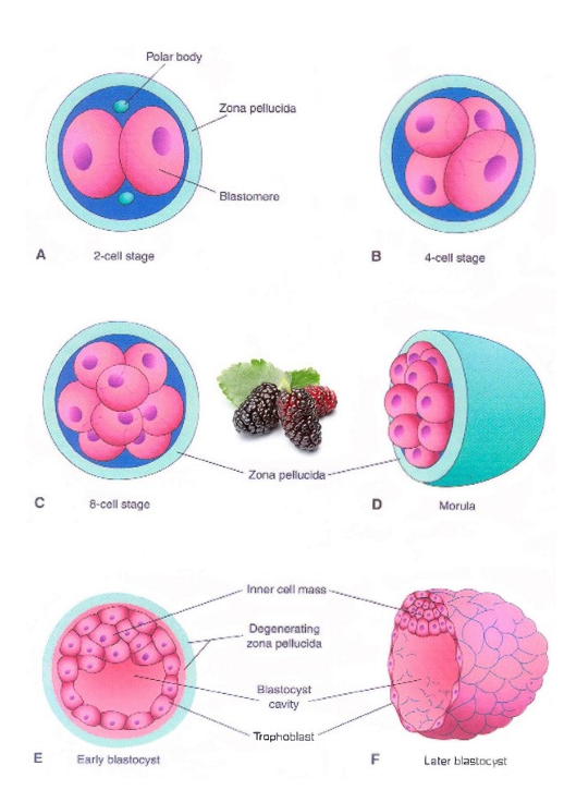 <ul><li><p>van zygote naar een late blastocyste → via reeks mitosen</p></li><li><p>dochtercellen van zygote = blastomeren</p></li><li><p>zygote → morula → vroege &amp; late blastocyste</p></li><li><p>gebeurt in eileider &amp; uterus</p></li></ul><p>→ kenmerken:</p><ul><li><p>blastomeren worden kleiner</p></li><li><p>compactie: blastomeren sluiten tegen elkaar aan door celcommunicatie</p></li><li><p>desintegratie van de zona pellucida (hatched blastocyst)</p></li></ul><p></p><p>=&gt; herschikking blastomeren:</p><ul><li><p>trofoblast (outer cell mass; OCM)</p></li><li><p>kiemknop (embryoblast, inner cell mass; ICM)</p></li></ul><p></p>