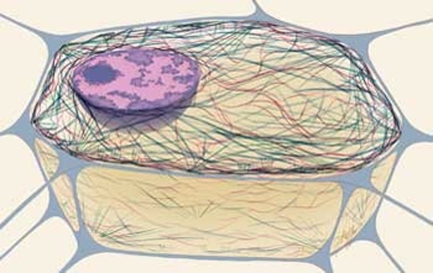 <p>a network of fibers embracing the cytoplasm</p>