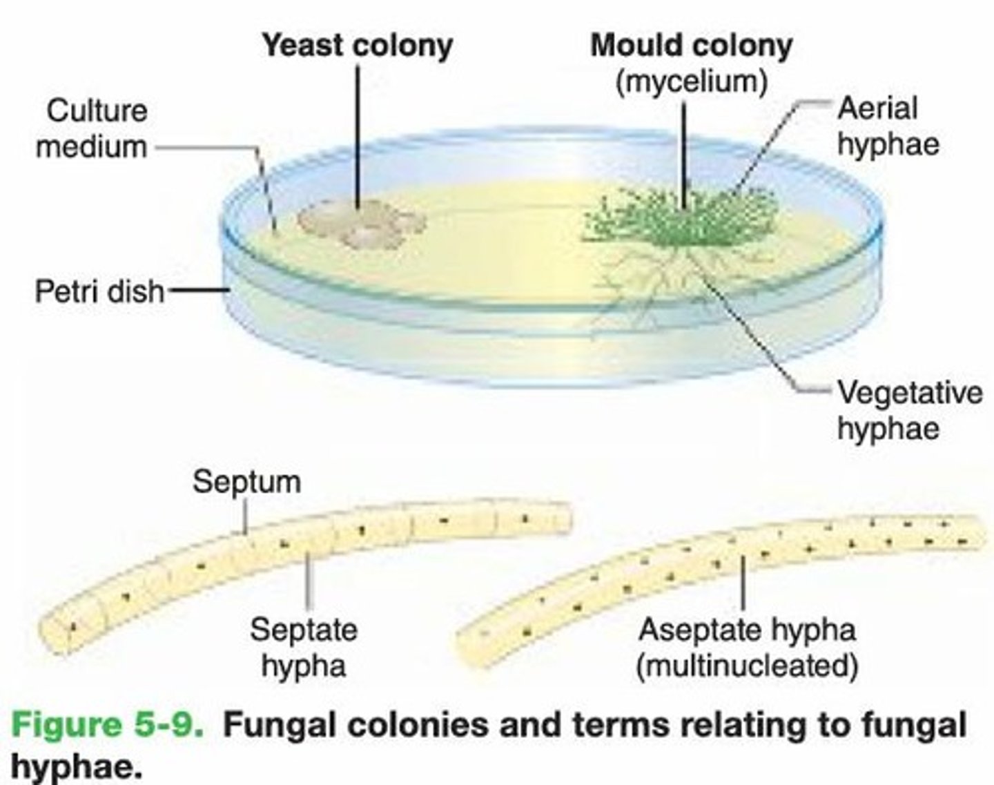 <p>Filamentous structures that form the mycelium of fungi.</p>