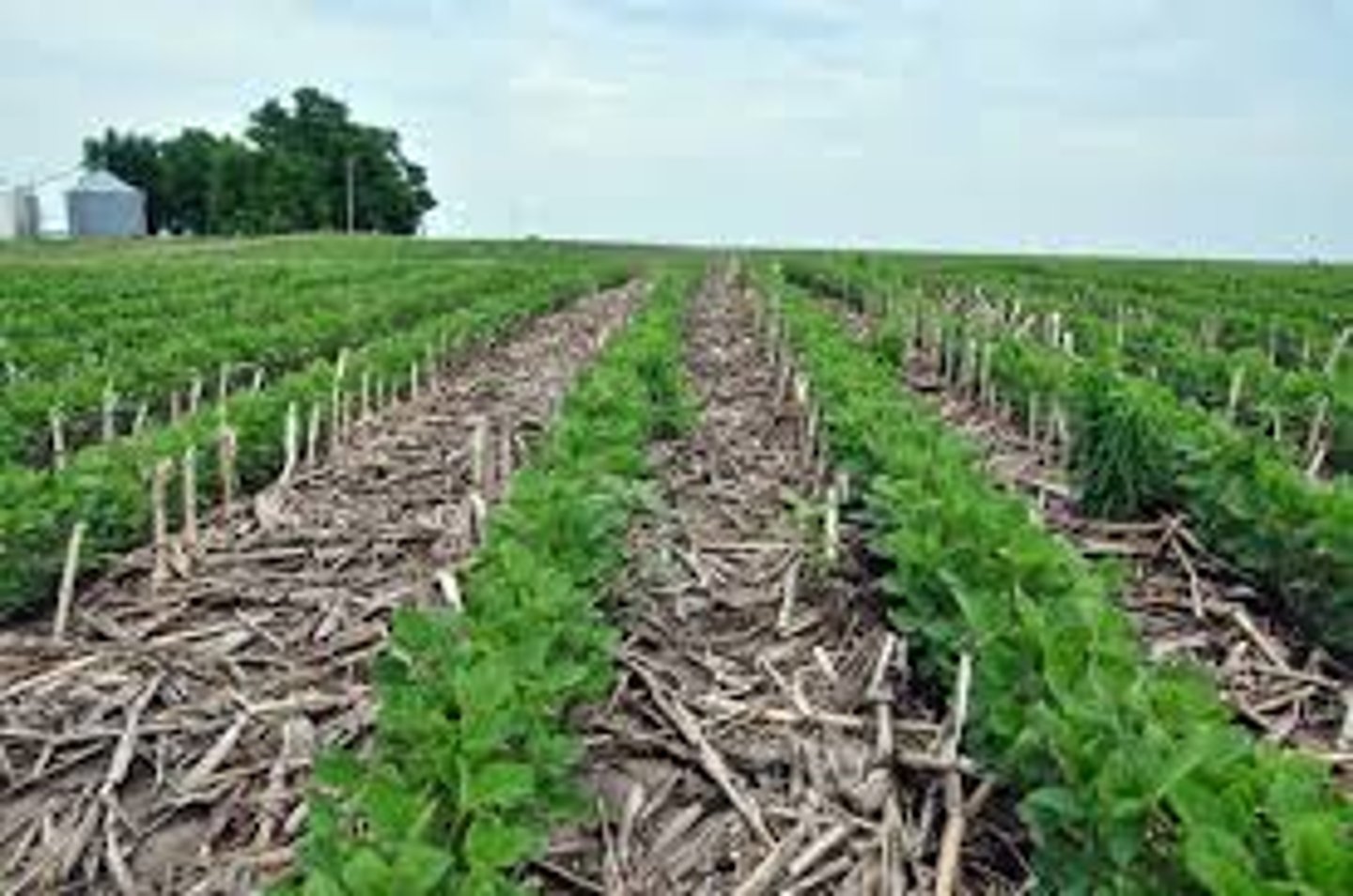 <p>= improving soil conditions, reducing land degradation, boosting yields by minimising soil disturbances, permanent soil cover and crop rotations</p>