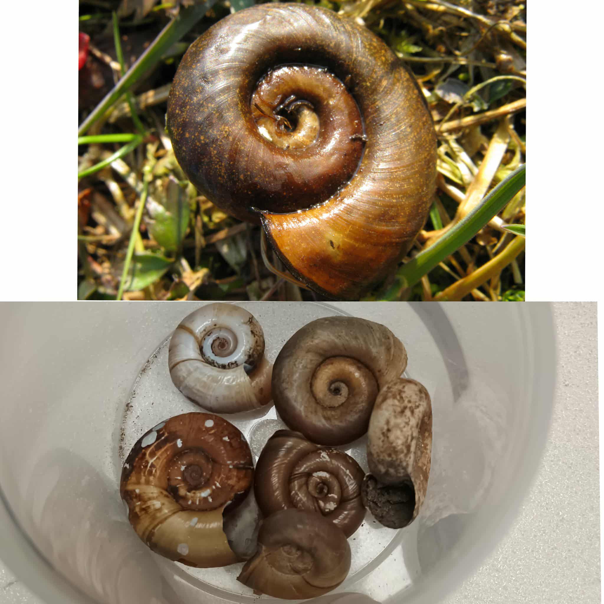 <p>Kmeň: Mollusca (mäkýše)<br>Trieda: Gastropoda (ulitníky)<br>Skupina: Pulmonata (pľúcnatce)</p>