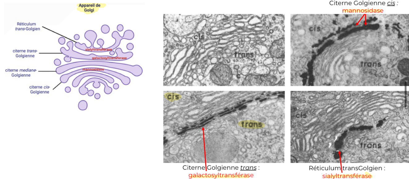 <p>L’organisation en compartiments successifs permet des modifications séquentielles ordonnées par des enzymes spécifiques pour chaque compartiment. (dans un même organite, il y a des compartiments avec des protéines spécifiques)</p>